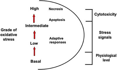 Role of Mitochondria in the Redox Signaling Network and Its Outcomes in High Impact Inflammatory Syndromes